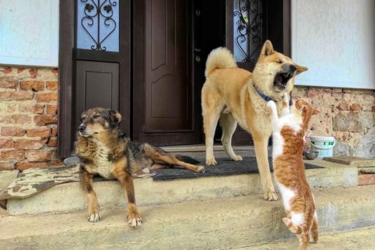 Dogs and a playful kitten outside a home, representing multi-pet households protected by pet insurance singapore.