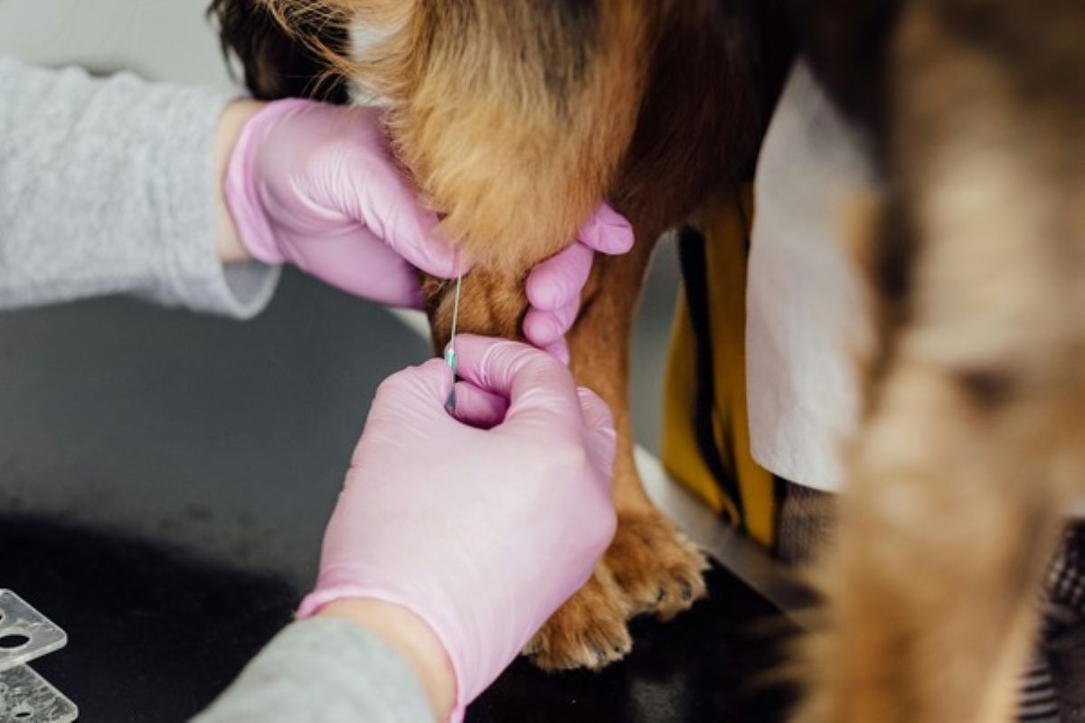 Veterinarian administering an injection to a dog during a routine health check under pet insurance singapore.