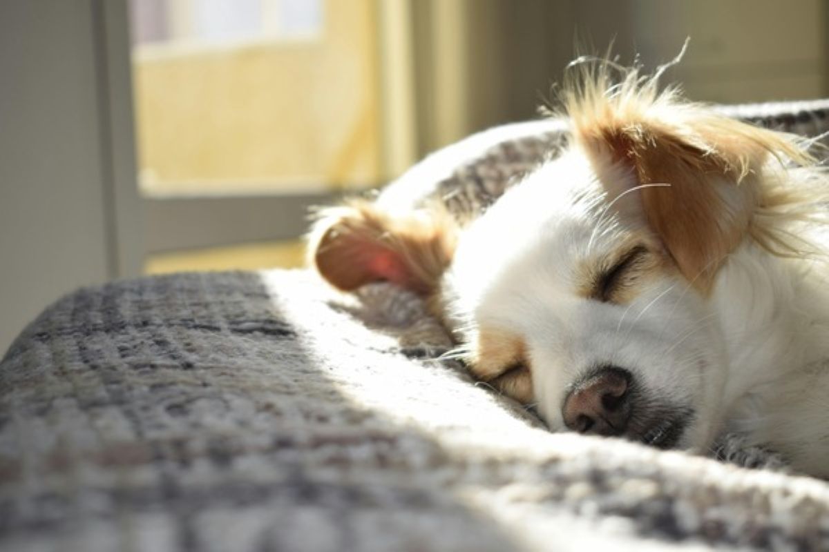 Small dog resting comfortably at home, illustrating everyday wellness covered by pet insurance singapore.