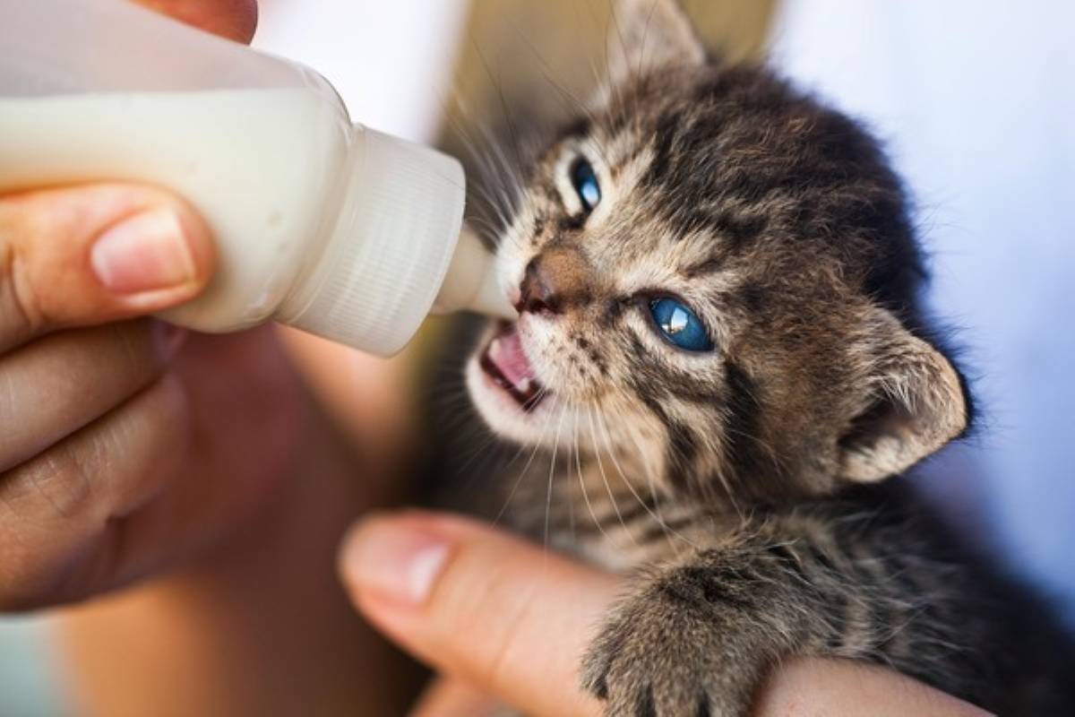 Kitten being bottle-fed with milk, highlighting early pet care and pet insurance singapore considerations.