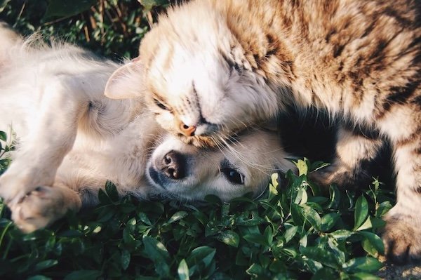 guide to pet insurance singapore