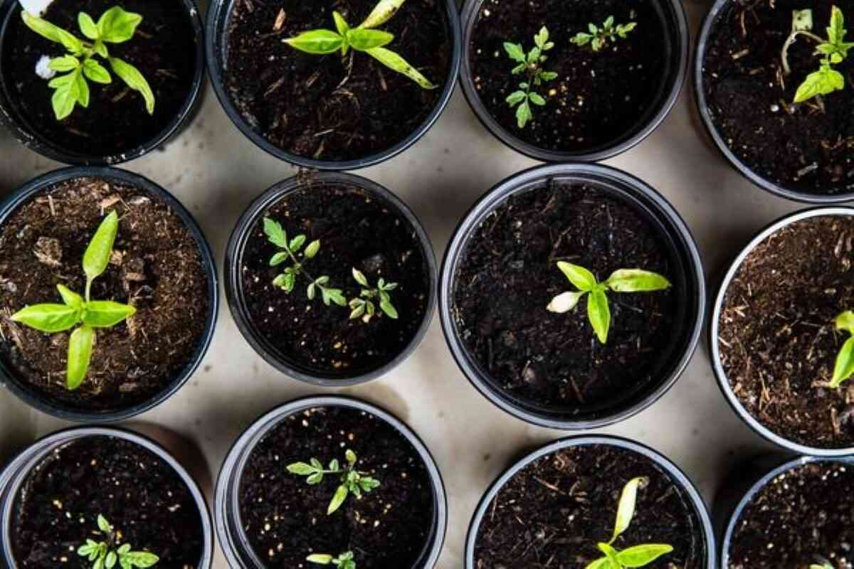 Young plants growing in pots, symbolising how home renovation loans can support gradual property upgrades.