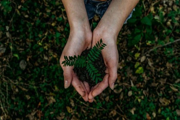 Hands holding a young plant in soil, representing sustainable investing and long-term environmental impact.