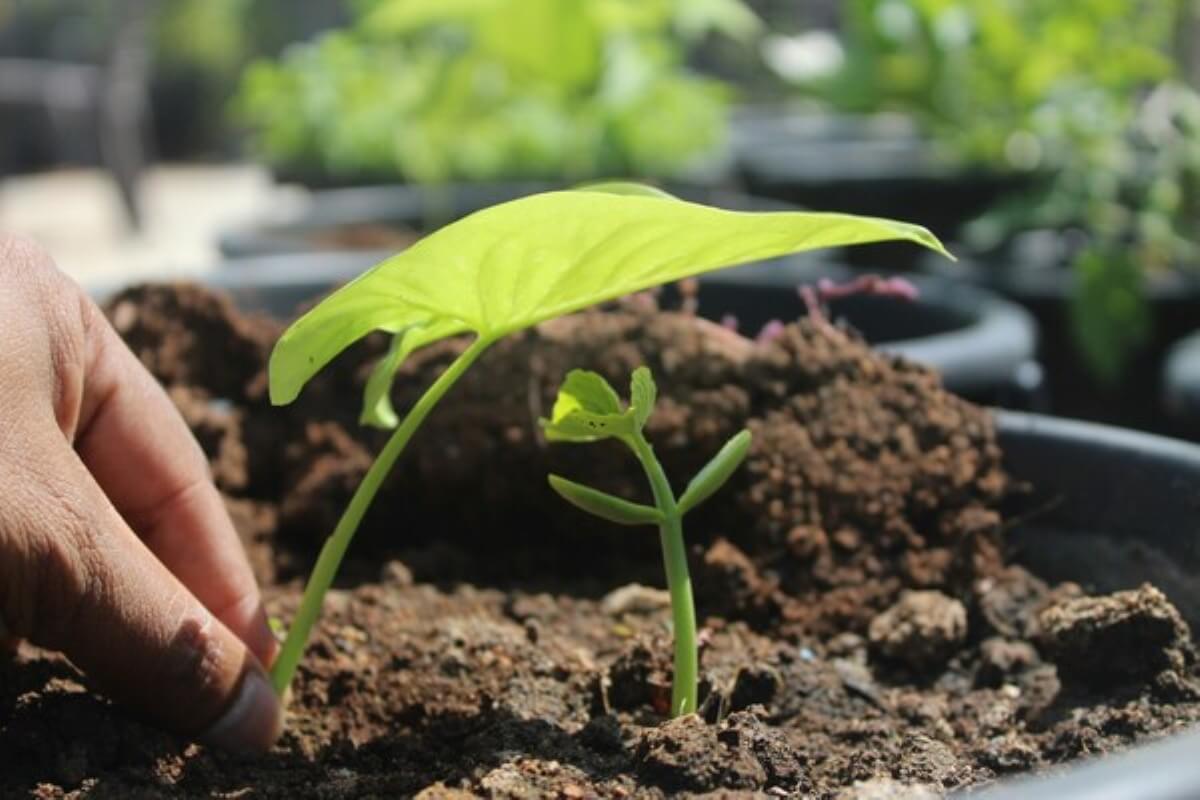 Hand nurturing a young plant to represent long-term financial growth through money management.