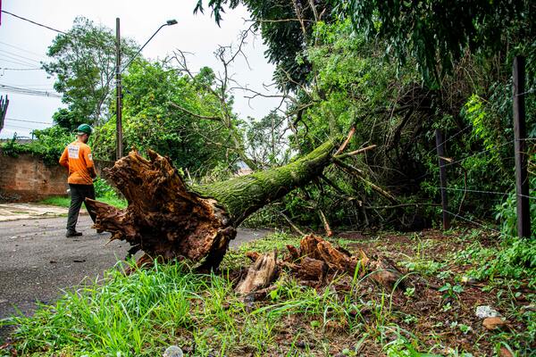 A photo of a fallen tree in the middle of a street