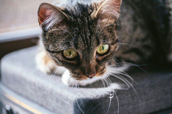 A cat sitting on a luggage