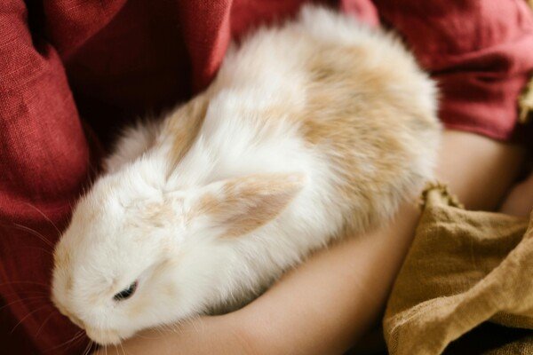 How Much Does Pet Taxidermy Cost in Singapore